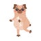 Funny Pug Dog Character with Wrinkly Face Running with Bone Vector Illustration