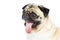 Funny Pug Dog Tongue Hanging Out