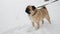 Funny pug dog walking on leash at winter snowy park, looks around in surprise, standing in snow drifts