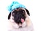 Funny pug dog wearing a blue winter hat