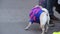 Funny pug dogs, pets in glamorous outfit walking on leash, pedigree animal show