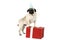 A funny pug with a festive blue cap stands on his hind legs, leaning on a gift box. Isolated on white background.