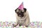 Funny pug puppy dog wearing party hat, sitting down on confetti, drunk on champagne, tired with hangover