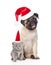Funny pug puppy sitting and tiny scottish cat in red christmas h