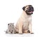 Funny pug puppy sitting with tiny scottish cat together. isolated