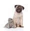 Funny pug puppy sitting with tiny scottish cat together. isolated