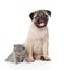 Funny pug puppy sitting with tiny scottish cat together. isolated on white