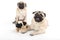 Funny pugs with toy.