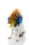 FUNNY PUNK ROCK DOG WEARING A COLORED WIG FOR CARNIVAL OR HALLOWEEN. ISOLATED AGAINST WHITE BACKGROUND