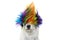 FUNNY PUNK ROCK DOG WEARING A COLORED WIG. ISOLATED AGAINST WHIT