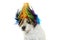 FUNNY PUNK ROCK DOG WEARING A COLORED WIG, LOOKING AT CAMERA WITH ONE EYE. ISOLATED AGAINST WHITE BACKGROUND