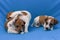 Funny puppies, Jack Russell on a blue background