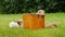 Funny puppies play on the lawn near a copper bucket