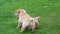 Funny puppies playing in garden in sunny day. hovawart puppies playing on grass