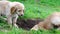 Funny puppies playing in garden in sunny day. hovawart puppies playing on grass