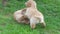 Funny puppies playing in garden in sunny day. hovawart puppies playing on grass