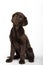 Funny puppy of 3 months old chocolate colored labrador breed sitting looking attentively towards camera on white background