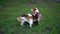 Funny puppy beagle play wrestling with adult dog, tumble on grass Active rollick fight, dogs open jaw, tumble and use