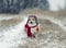 Funny puppy Corgi dogs sitting in a winter Park in a knitted warm red hat and scarf under the falling snow
