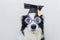 Funny puppy dog border collie with graduation cap eyeglasses isolated on white background. Dog gazing in glasses grad