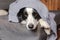 Funny puppy dog border collie lying on couch under plaid indoors. Little pet dog at home keeping warm hiding under