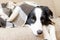 Funny puppy dog border collie lying on couch under plaid indoors. Little pet dog at home keeping warm hiding under blanket in cold