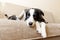 Funny puppy dog border collie lying on couch under plaid indoors. Little pet dog at home keeping warm hiding under blanket in cold