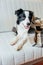 Funny puppy dog border collie lying on couch under plaid indoors. Lovely member of family little dog at home warming under blanket