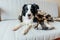 Funny puppy dog border collie lying on couch under plaid indoors. Lovely member of family little dog at home warming under blanket