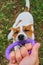 Funny puppy dog jack russell terrier holding purple puller ring toy