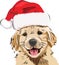 Funny Puppy/Golden retriever, in a red New Year`s cap, cute smiling puppy
