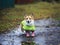 funny puppy a haired Corgi dog stands by a puddle on a walk in rubber boots and a raincoat on an autumn rainy day and smiles