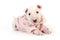 Funny puppy Miniature Bull Terrier dressed in a jacket lying on a white