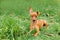 Funny puppy of Miniature Pinscher and pooch playing on green grass in yard