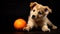 Funny puppy with an orange on a black background. Studio shot.