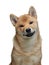 Funny puppy in a portrait. Shiba Inu dogs on a white background.