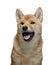 Funny puppy in a portrait. Shiba Inu dogs on a white background.