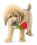 Funny puppy with red rose