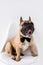 funny purebred bulldog with black bow tie sitting