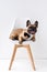 funny purebred french bulldog with black bow tie lying