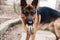 Funny purebred German shepherd dog plays with rubber toy in the yard on the street.