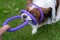 Funny purebred papillon dog plays with his owner outdoors on the grass, pulls a dog toy ring, two others rings he puts on his head
