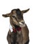 Funny pygmy goat on white background