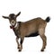 Funny pygmy goat on white background