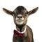 Funny pygmy goat on white background