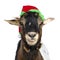 Funny pygmy goat on white background