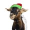 Funny pygmy goat on white background