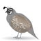 Funny quail on a white background.