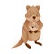 Funny Quokka as Short-tailed Scrub Wallaby with Baby Sitting in Its Pouch Vector Illustration