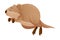 Funny Quokka as Short-tailed Scrub Wallaby with Rounded Ears Jumping Vector Illustration